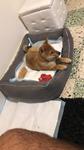 chiot shiba inu à vendre Bull et Bill