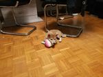 chiot shiba inu à vendre Bull et Bill