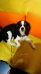 cavalier King Charles à vendre Bull et Bill