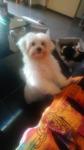 chiot bichon animalerie Bull et Bill