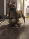 chiot shiba inu à vendre Bull et Bill