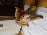 chiot shiba inu à vendre Bull et Bill