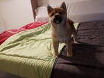 shiba inu à vendre Bull et Bill