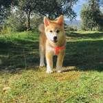 shiba inu à vendre Bull et Bill