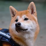 shiba inu à vendre Bull et Bill