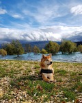 shiba inu à vendre Bull et Bill