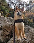 shiba inu à vendre Bull et Bill