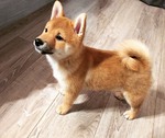 shiba inu à vendre Bull et Bill
