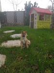 shiba inu à vendre Bull et Bill