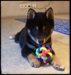 shiba inu à vendre Bull et Bill
