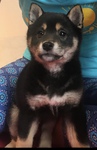 shiba inu à vendre Bull et Bill