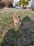 shiba à vendre Bull et Bill