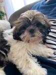 shih tzu à vendre Bull et Bill