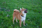 chiot shiba inu à vendre Bull et Bill