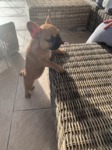 bouledogue français à vendre Bull et Bill