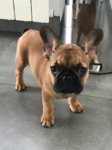 bouledogue français à vendre Bull et Bill