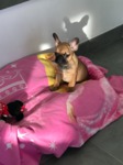 bouledogue français à vendre Bull et Bill
