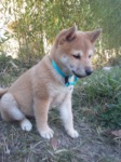 shiba inu à vendre Bull et Bill