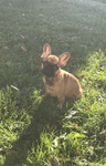 bouledogue français à vendre Bull et Bill