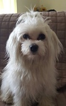 vente bichon maltais Bull et Bill