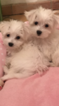 Vends bichon Bull et Bill