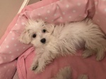 Achat bichon Maltais Bull et Bill 