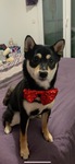 A vendre chiot Shiba Inu Bull et Bill 