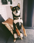 Achat Shiba chiot nice Bull et Bill