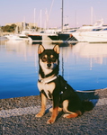 Vente Shiba Inu nice Bull et Bill 