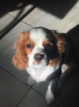 Cavalier King Charles à vendre Bull et Bill