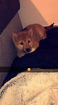 chiot Shiba Bull et Bill
