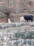 Achat Shiba nice Bull et Bill