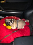 achat chiot carlin Bull et Bill