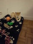 chiot Shiba Inu Bull et Bill