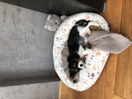 Cavalier King Charles à vendre Bull et Bill 