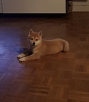 chiot Shiba Inu à vendre Bull et Bill 