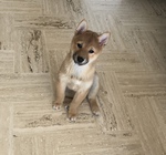 a vendre Shiba Inu nice Bull et Bill 