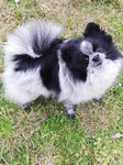 vente Chiot Spitz Nain Bull et Bill 