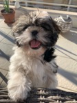 Vente chiots Shih Tzu Bull et Bill 