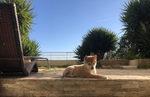 chiot shiba inu nice Bull et Bill 