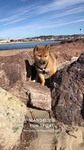 chiot Shiba Inu à vendre Bull et Bill 