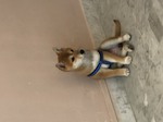 chiot shiba inu à vendre Bull et Bill