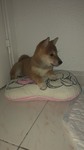 à vendre shiba inu nice Bull et Bill