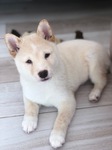 chiot shiba à vendre animalerie Bull et Bill