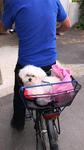 chiot bichon maltais nain à vendre Bull et Bill