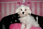 chiot bichon maltais à vendre Bull et Bill 