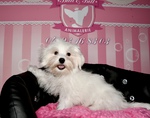 achat chiot bichon nice Bull et Bill 