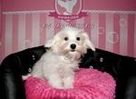vente bichon nice animalerie Bull et Bill 