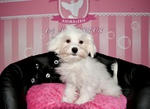 chiot bichon à vendre Bull et Bill 