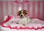 chiot jack russell à vendre Bull et Bill